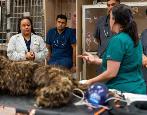 Veterinary Teachers