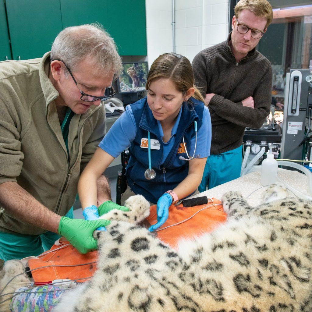 Wildlife Veterinarians