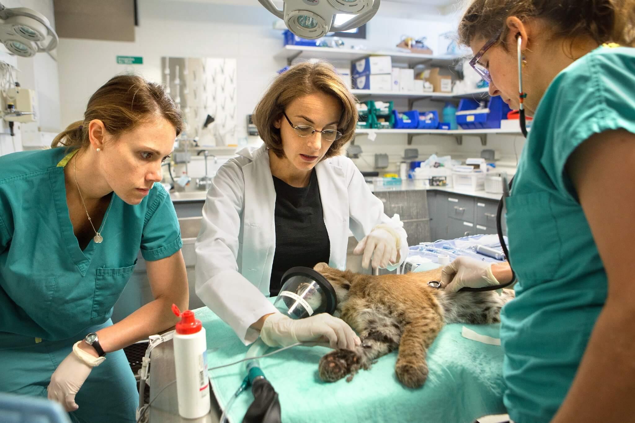 Small Animal Veterinarians