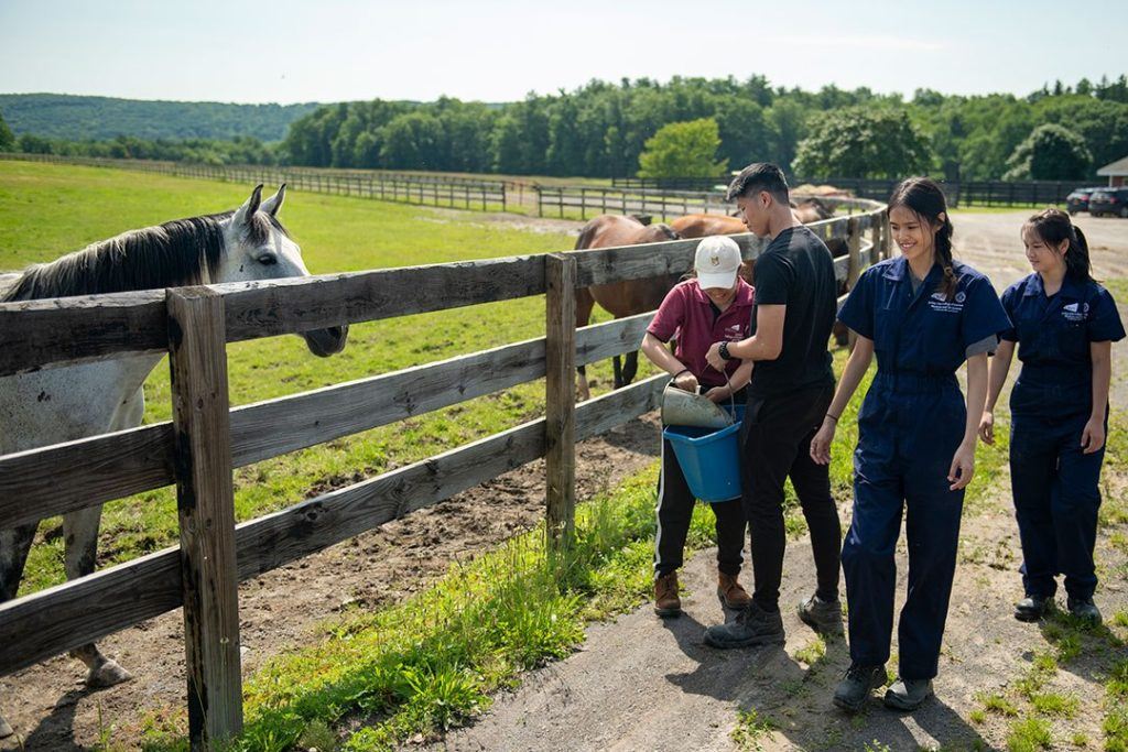 Equine Veterinarians