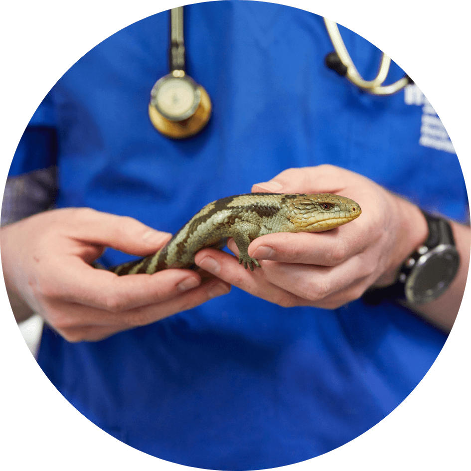 How long does it take to become a veterinarian?