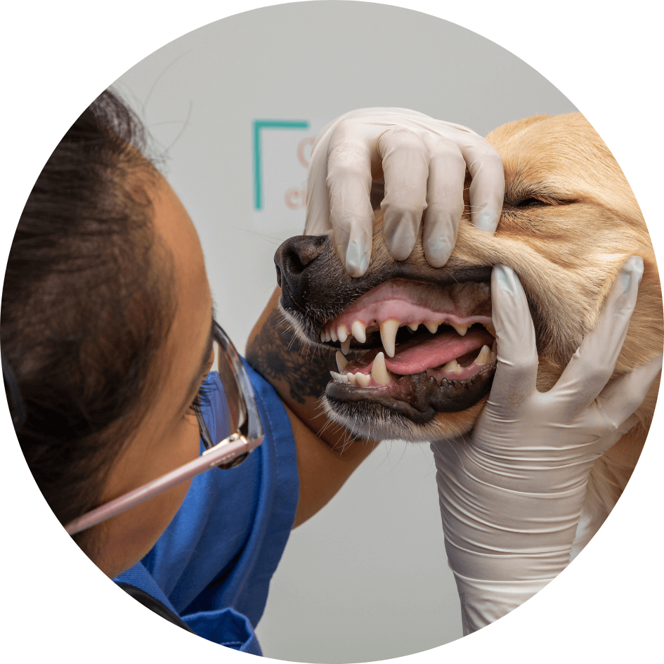 Is being good at math necessary to be a veterinarian?