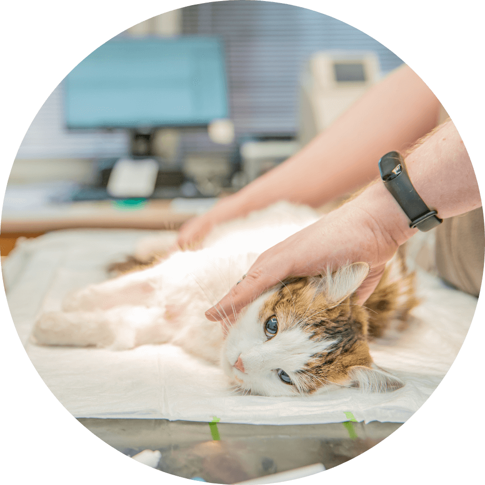 Quiz Vetmed Pathways