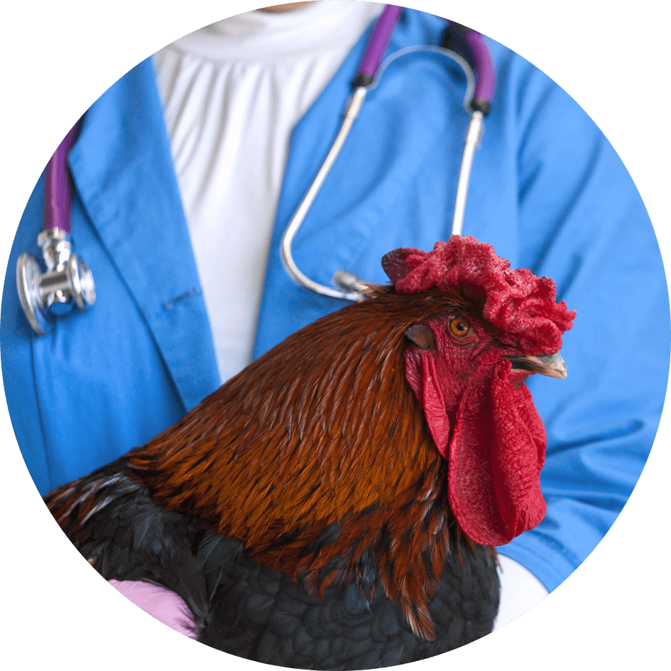 Quiz Vetmed Pathways