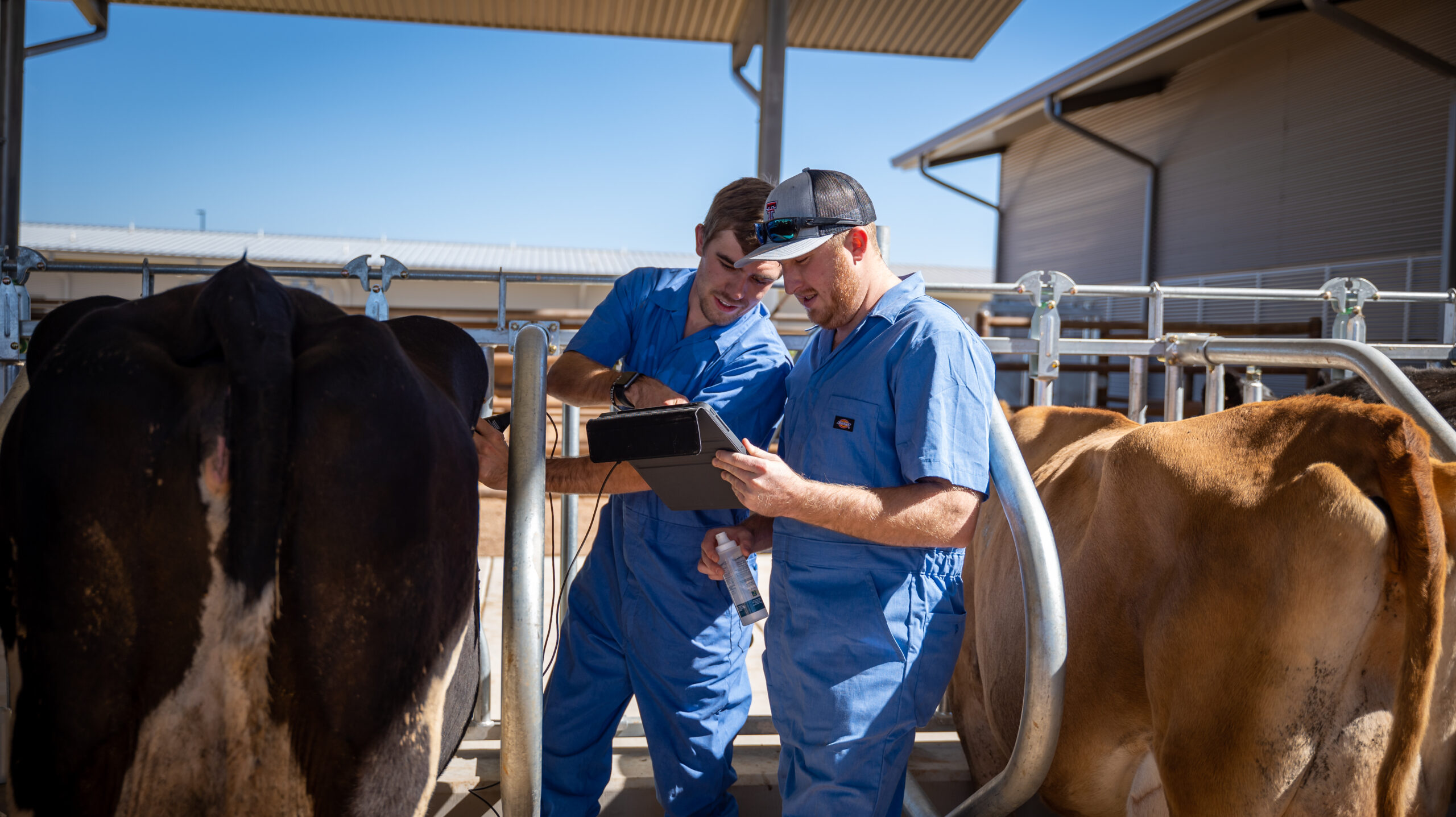 The Life of Large Animal Veterinarians - Vet Med Pathways